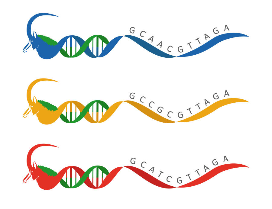 illustration deer smithsonian graphicdesign dna illustration